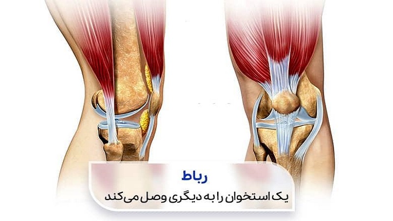 مدیریت بیماران چند لیگامانی زانو | دکتر سینا طالبی|بهترین جراح رباط صلیبی اصفهان|بهترین تعویض مفصل زانو اصفهان|بهترین جراح زانو اصفهان