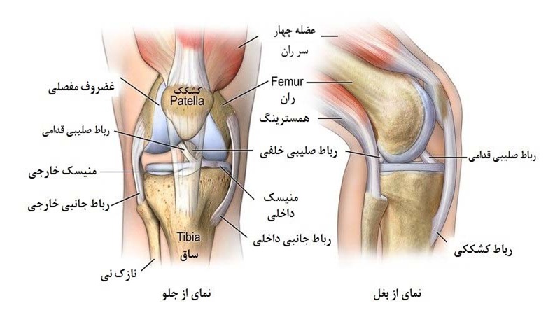 آناتومی زانو | دکتر سینا طالبی | بهترین جراح زانو اصفهان | بهترین جراح رباط صلیبی اصفهان | بهترین تعویض مفصل زانو اصفهان