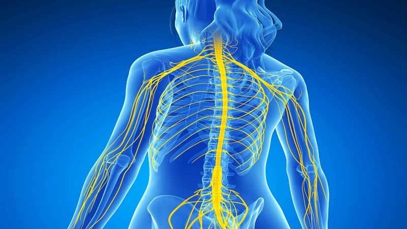 سیستم عصبی مرکزی و زانو | دکتر سینا طالبی | بهترین جراح زانو اصفهان | بهترین جراح رباط صلیبی اصفهان | بهترین تعویض مفصل زانو اصفهان